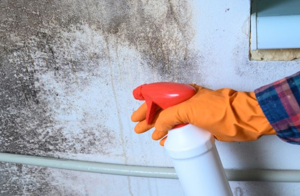 Mold Remediation Apopka, Florida